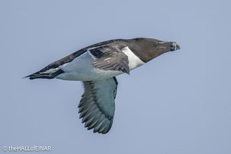 Razorbill - the Hall of Einar - photo © David Bailey (not the)