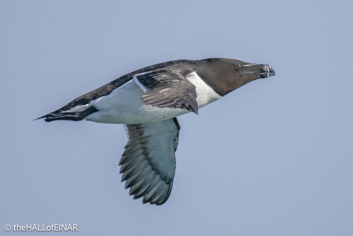 Razorbill - the Hall of Einar - photo © David Bailey (not the)