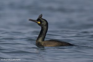 Shag - the Hall of Einar - photo © David Bailey (not the)
