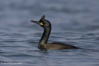 Shag - the Hall of Einar - photo © David Bailey (not the)
