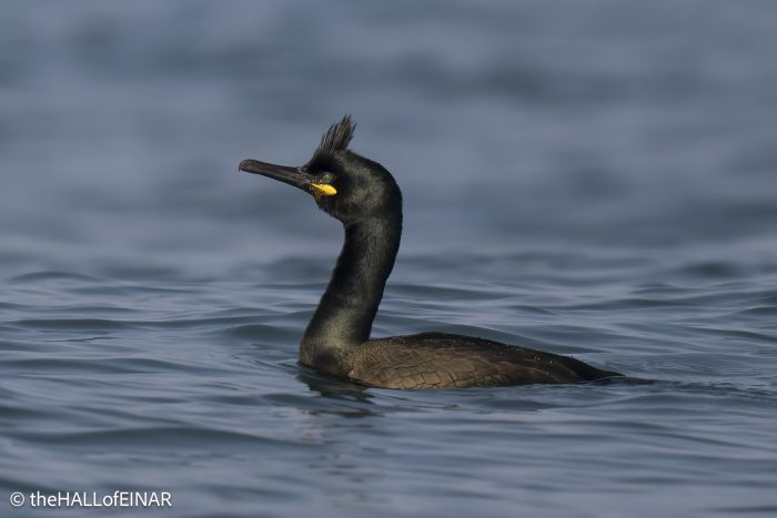 Shag - the Hall of Einar - photo © David Bailey (not the)