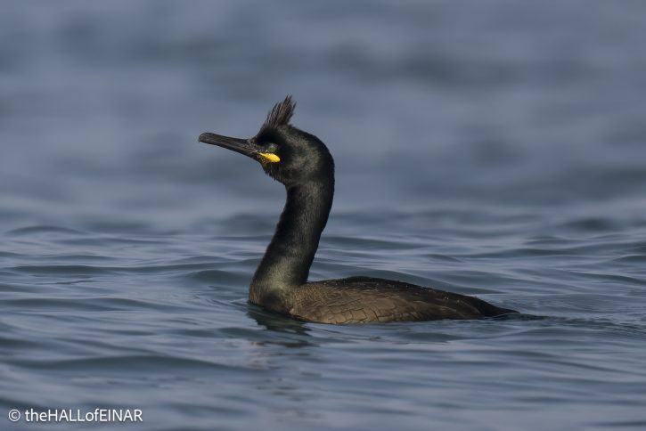 Shag - the Hall of Einar - photo © David Bailey (not the)