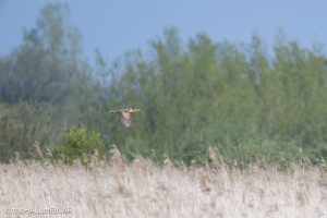 Bittern - The Hall of Einar - photograph © David Bailey (not the)