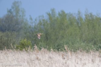 Bittern - The Hall of Einar - photograph © David Bailey (not the)