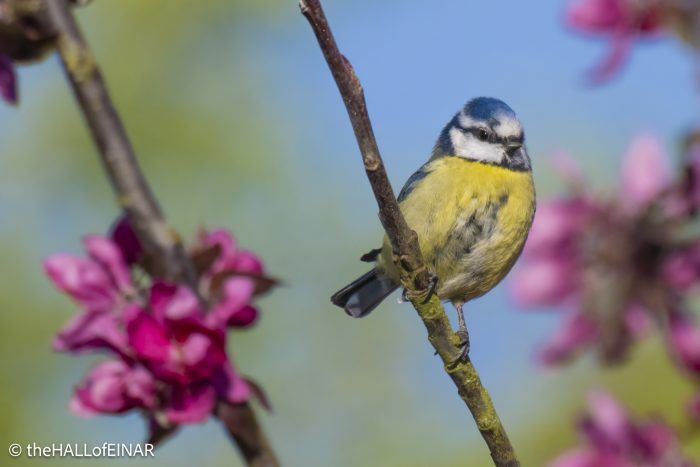 Blue Tit - The Hall of Einar - photograph © David Bailey (not the)