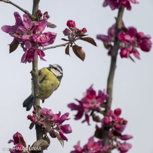 Blue Tit - The Hall of Einar - photograph © David Bailey (not the)