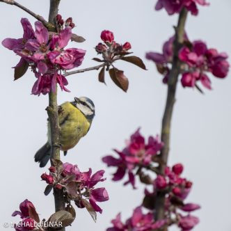Blue Tit - The Hall of Einar - photograph © David Bailey (not the)