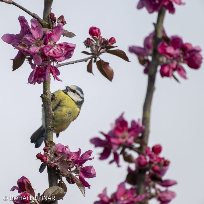 Blue Tit - The Hall of Einar - photograph © David Bailey (not the)