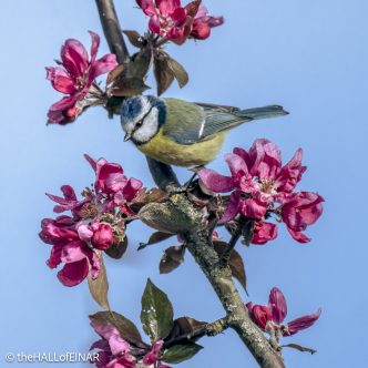 Blue Tit - The Hall of Einar - photograph © David Bailey (not the)