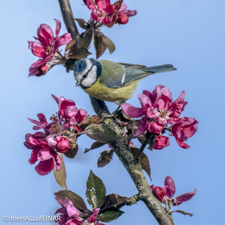 Blue Tit - The Hall of Einar - photograph © David Bailey (not the)