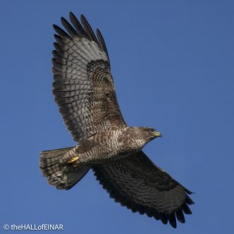 Common Buzzard - The Hall of Einar - photograph © David Bailey (not the)