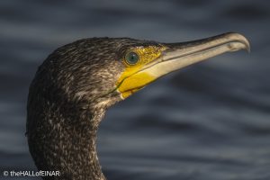 Cormorant - The Hall of Einar - photograph © David Bailey (not the)