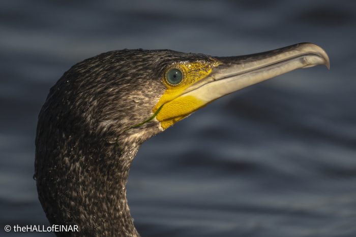 Cormorant - The Hall of Einar - photograph © David Bailey (not the)