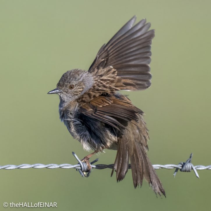Dunnock - The Hall of Einar - photograph © David Bailey (not the)
