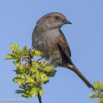 Dunnock - The Hall of Einar - photograph © David Bailey (not the)