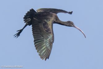 Glossy Ibis - The Hall of Einar - photograph © David Bailey (not the)