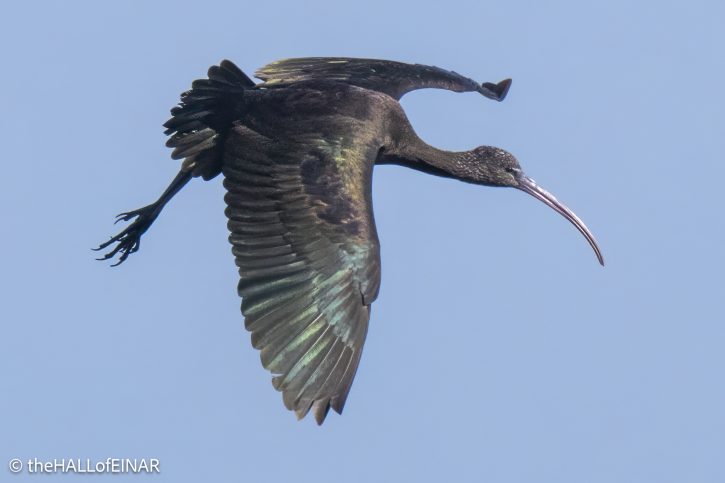 Glossy Ibis - The Hall of Einar - photograph © David Bailey (not the)