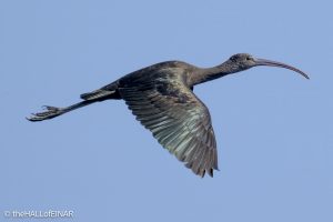 Glossy Ibis - The Hall of Einar - photograph © David Bailey (not the)