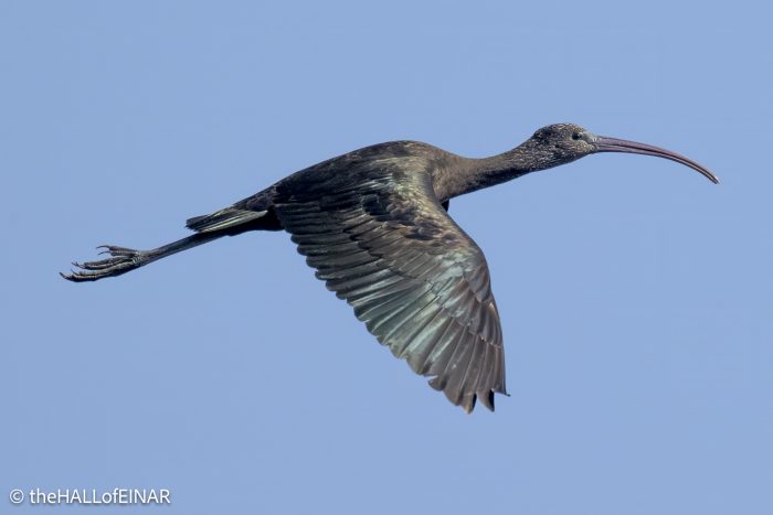 Glossy Ibis - The Hall of Einar - photograph © David Bailey (not the)