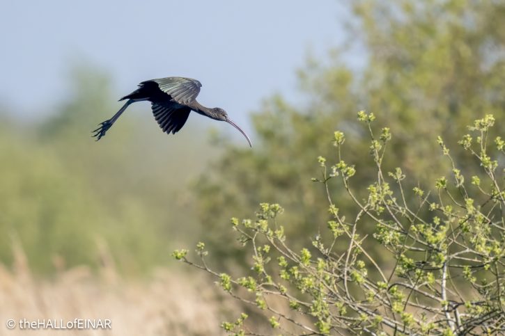 Glossy Ibis - The Hall of Einar - photograph © David Bailey (not the)