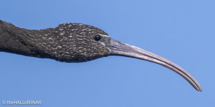 Glossy Ibis - The Hall of Einar - photograph © David Bailey (not the)
