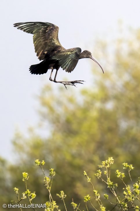 Glossy Ibis - The Hall of Einar - photograph © David Bailey (not the)