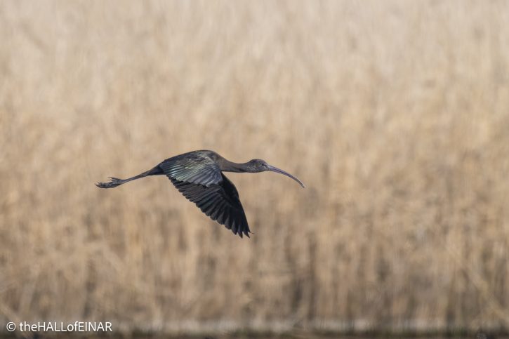 Glossy Ibis - The Hall of Einar - photograph © David Bailey (not the)
