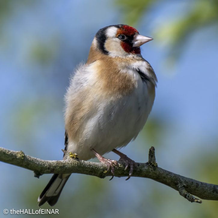 Goldfinch - The Hall of Einar - photograph © David Bailey (not the)