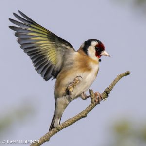 Goldfinch - The Hall of Einar - photograph © David Bailey (not the)
