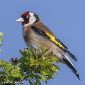 Goldfinch - The Hall of Einar - photograph © David Bailey (not the)