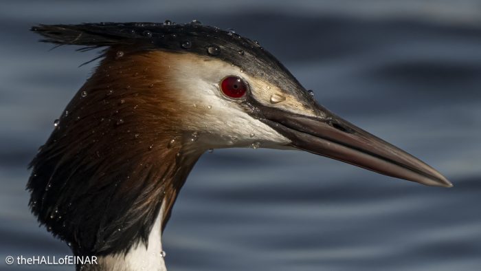 Great Crested Grebe - The Hall of Einar - photograph © David Bailey (not the)