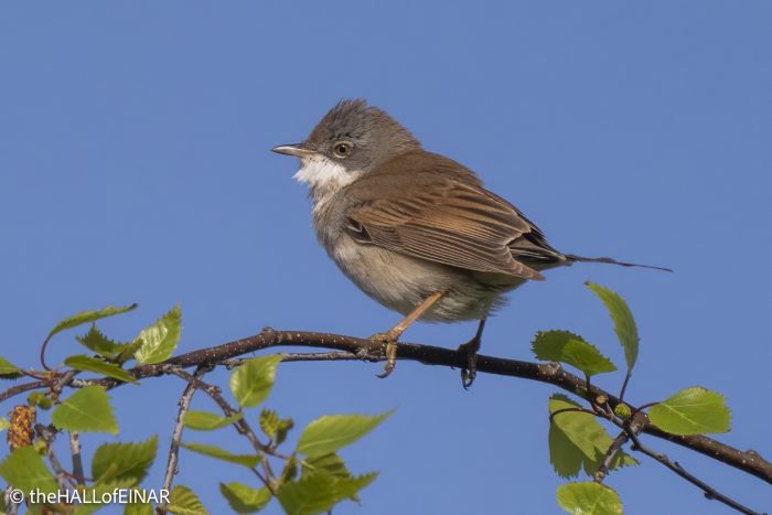 Greater Whitethroat - The Hall of Einar - photograph © David Bailey (not the)