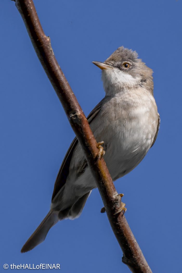 Greater Whitethroat - The Hall of Einar - photograph © David Bailey (not the)
