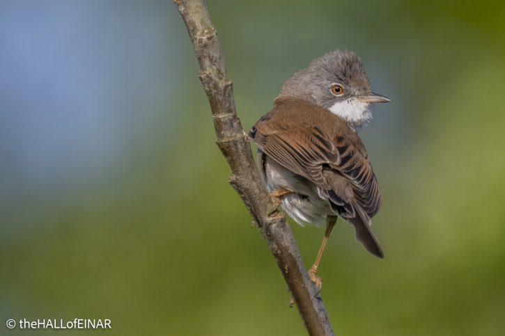 Greater Whitethroat - The Hall of Einar - photograph © David Bailey (not the)