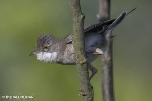 Greater Whitethroat - The Hall of Einar - photograph © David Bailey (not the)
