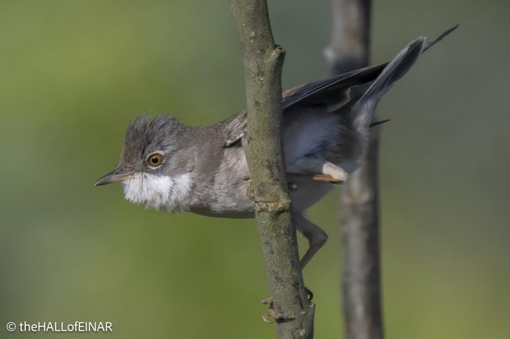 Greater Whitethroat - The Hall of Einar - photograph © David Bailey (not the)