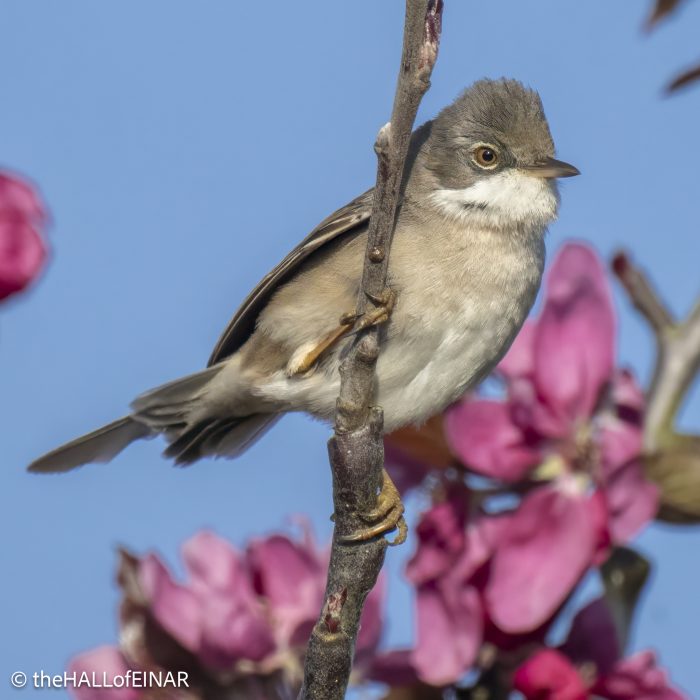 Greater Whitethroat - The Hall of Einar - photograph © David Bailey (not the)