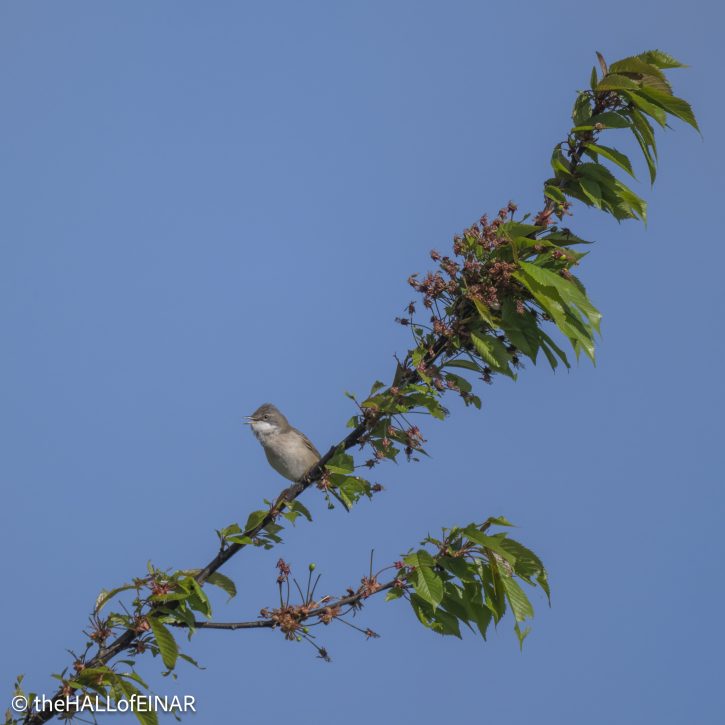 Greater Whitethroat - The Hall of Einar - photograph © David Bailey (not the)