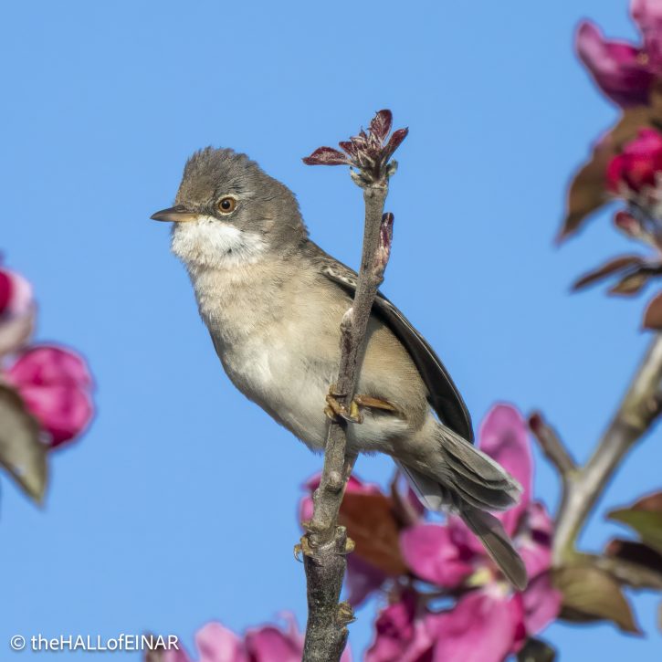 Greater Whitethroat - The Hall of Einar - photograph © David Bailey (not the)