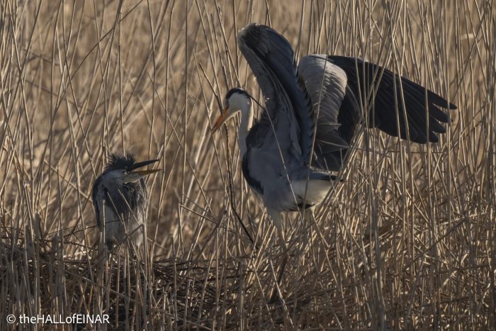 Grey Heron - The Hall of Einar - photograph © David Bailey (not the)
