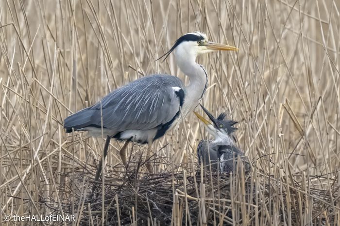 Grey Heron - The Hall of Einar - photograph © David Bailey (not the)