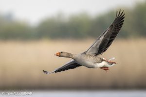 Greylag Goose - The Hall of Einar - photograph © David Bailey (not the)