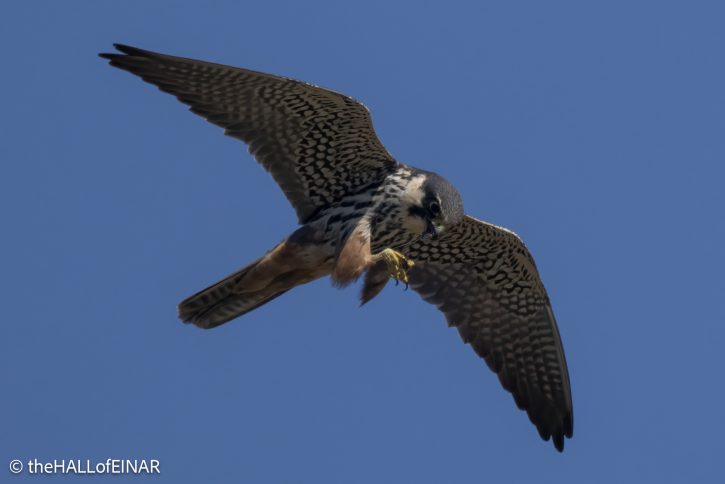Hobby - The Hall of Einar - photograph © David Bailey (not the)