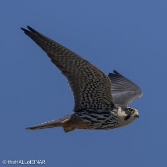 Hobby - The Hall of Einar - photograph © David Bailey (not the)