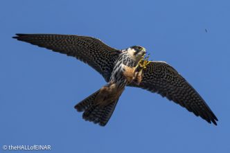 Hobby - The Hall of Einar - photograph © David Bailey (not the)