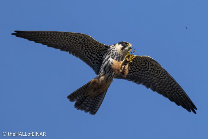 Hobby - The Hall of Einar - photograph © David Bailey (not the)