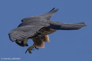 Hobby - The Hall of Einar - photograph © David Bailey (not the)