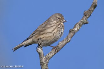 Linnet - The Hall of Einar - photograph © David Bailey (not the)