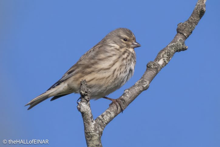 Linnet - The Hall of Einar - photograph © David Bailey (not the)