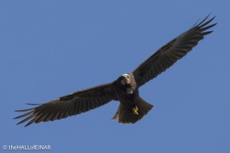 Marsh Harrier - The Hall of Einar - photograph © David Bailey (not the)